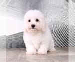 Small Photo #4 Bichon Frise Puppy For Sale in WESTPOINT, IN, USA