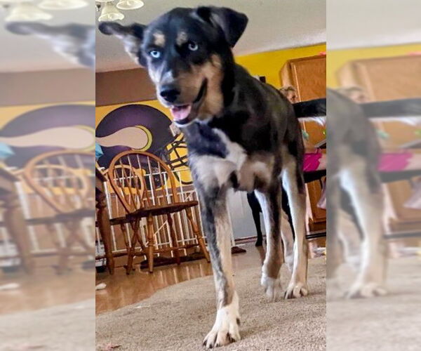 Medium Photo #3 Siberian Husky-Unknown Mix Puppy For Sale in Cottage Grove, MN, USA