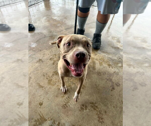 Medium Photo #2 Mutt Puppy For Sale in Abbeville, LA, USA