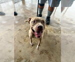 Small #1 Mutt