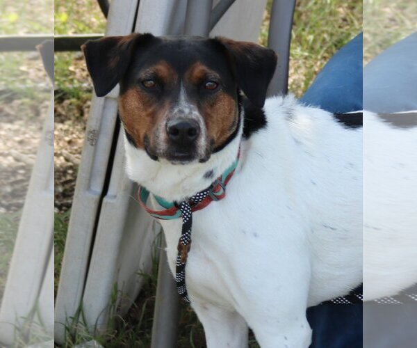 Medium Photo #3 Labrador Retriever-Unknown Mix Puppy For Sale in Bandera, TX, USA