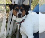 Small Photo #3 Labrador Retriever-Unknown Mix Puppy For Sale in Bandera, TX, USA