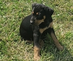 Small Photo #6 Catahoula Leopard Dog Puppy For Sale in WADDY, KY, USA