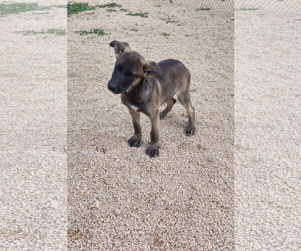 Medium Photo #4 German Shepherd Dog-Unknown Mix Puppy For Sale in Maquoketa, IA, USA