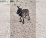 Small #3 German Shepherd Dog Mix