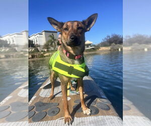 German Pinscher-German Shepherd Dog Mix Dogs for adoption in San Diego , CA, USA