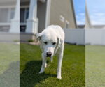 Small #1 Great Pyrenees Mix
