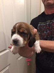 Basset Hound Puppy for sale in HARKER HEIGHTS, TX, USA