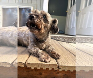 Ebby - Female Mutt Dog for Adoption - Photo #3