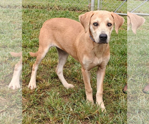 Medium Photo #4 Labrador Retriever-Unknown Mix Puppy For Sale in Talladega, AL, USA