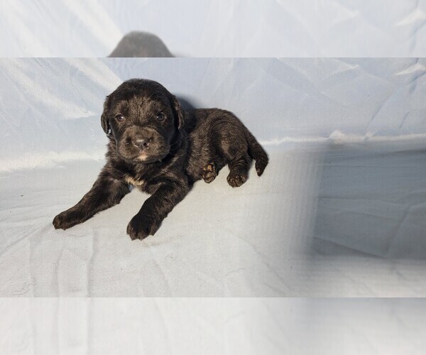 Medium Photo #1 Golden Mountain Dog Puppy For Sale in BLACK FOREST, CO, USA