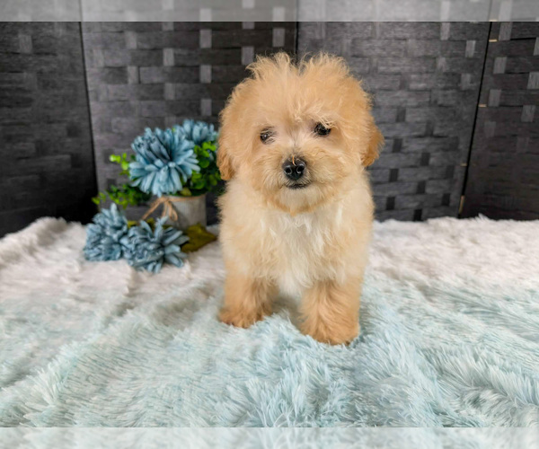 Medium Photo #3 Poochon Puppy For Sale in CAPAC, MI, USA