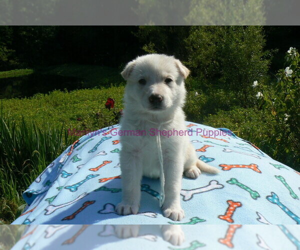 Medium Photo #13 German Shepherd Dog Puppy For Sale in PIEDMONT, MO, USA