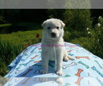 Small #12 German Shepherd Dog
