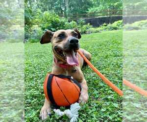 Josie - Female Mutt Dog for Adoption - Photo #2