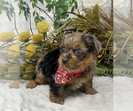 Small Photo #39 Shorkie Tzu Puppy For Sale in SELLERSBURG, IN, USA