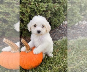 Poo-Ton Puppy for sale in MIDDLEBURY, IN, USA