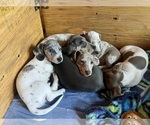 Small Photo #112 Dachshund Puppy For Sale in LAKEBAY, WA, USA