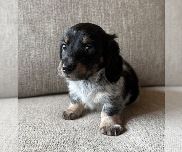 Medium Photo #10 Dachshund Puppy For Sale in ALAMO, TN, USA
