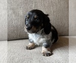 Small #9 Dachshund
