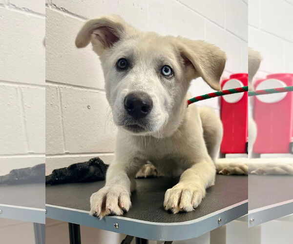 Medium Photo #2 Pyrenees Husky Puppy For Sale in Princeton, MN, USA