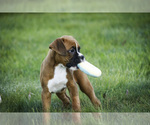 Small #6 Boxer
