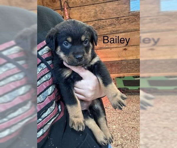 Medium Photo #3 Mutt Puppy For Sale in Mooresville, NC, USA