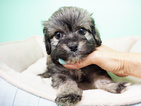 Small Photo #3 Shih-Poo Puppy For Sale in LA MIRADA, CA, USA