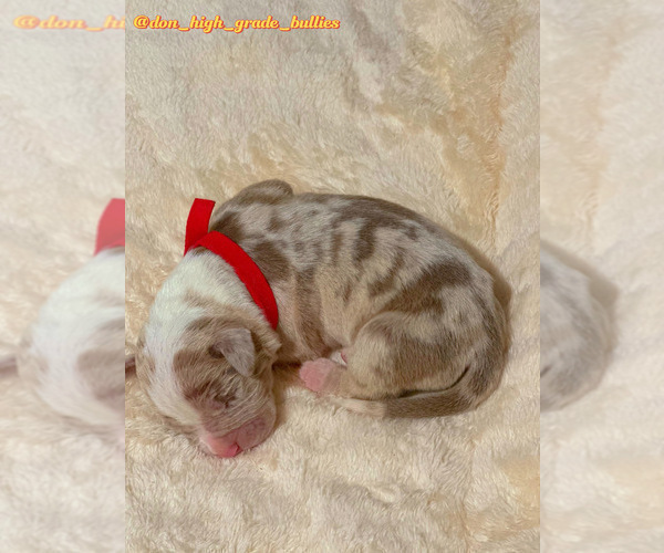 Medium Photo #25 American Bully Puppy For Sale in FORT LAUDERDALE, FL, USA