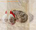 Small #24 American Bully