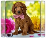Image preview for Ad Listing. Nickname: Piper