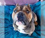 Small #4 Bulldog