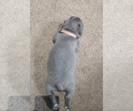 Small #8 French Bulldog