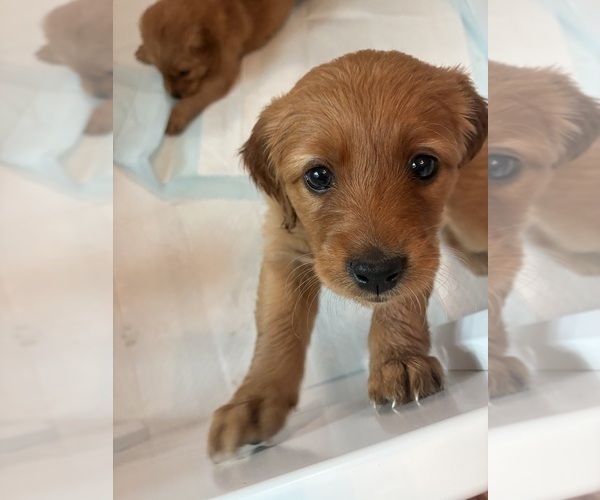 Medium Photo #6 Golden Labrador-Goldendoodle Mix Puppy For Sale in GROVE CITY, OH, USA
