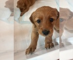Small #5 Golden Labrador-Goldendoodle Mix