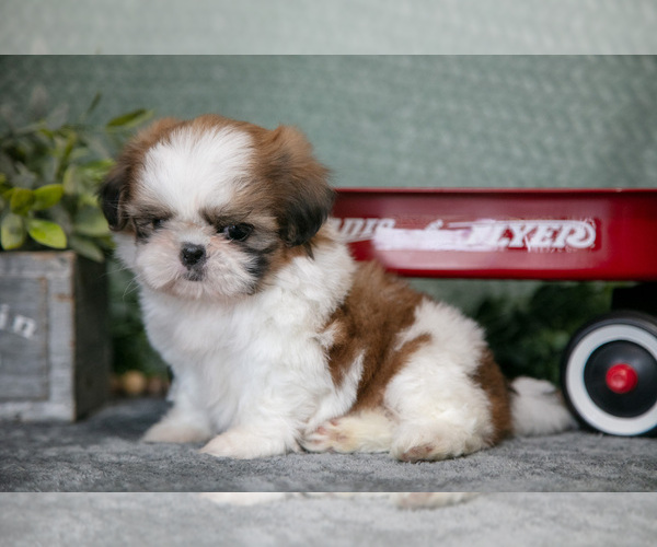Medium Photo #12 Shih Tzu Puppy For Sale in CLARE, MI, USA