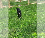 Small Photo #8 Labbe Puppy For Sale in Osgood, IN, USA