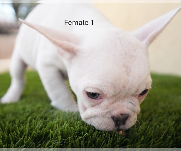 Medium Photo #4 French Bulldog Puppy For Sale in EL CAJON, CA, USA