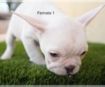 Small #3 French Bulldog