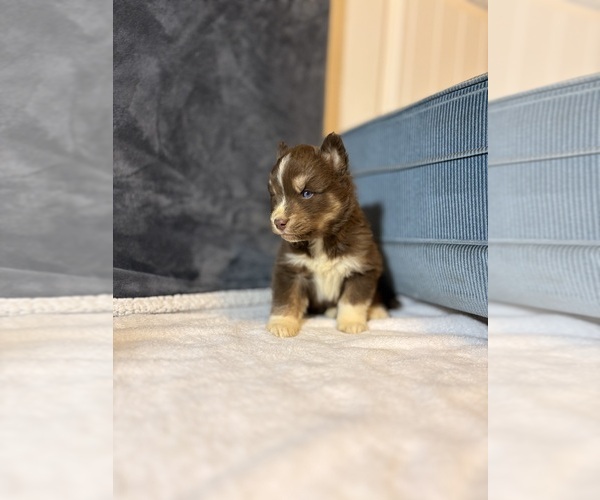 Medium Photo #1 Siberian Husky Puppy For Sale in HEMET, CA, USA