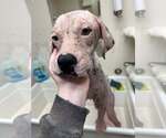 Small #7 Labrador Retriever Mix
