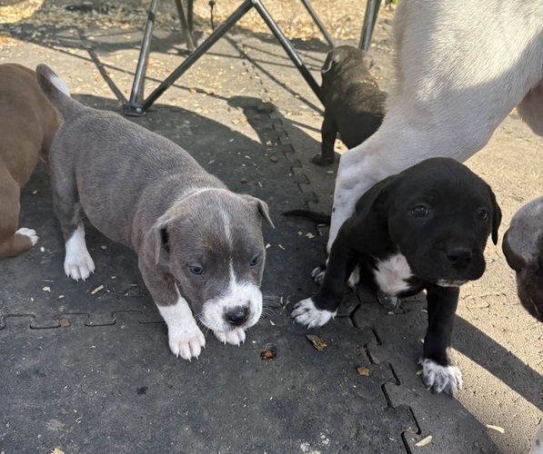 Medium Photo #20 American Pit Bull Terrier-Chinese Shar-Pei Mix Puppy For Sale in KANSAS CITY, MO, USA