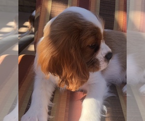 Cavalier King Charles Spaniel Puppy for sale in TEMPLETON, CA, USA