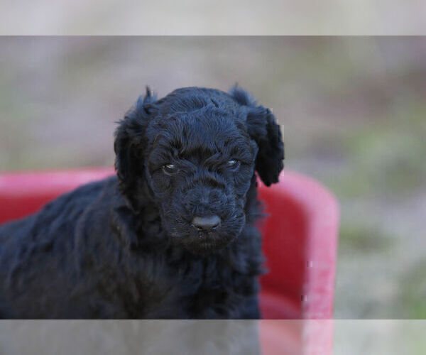 Medium Photo #1 Pyredoodle Puppy For Sale in EATONTON, GA, USA