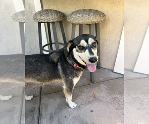 Heidi - Female Mutt Dog for Adoption - Photo #3