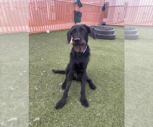 Mutt Dogs for adoption in Las Vegas, NV, USA