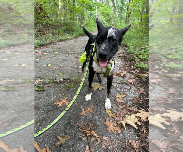 Medium Photo #10 Mutt Puppy For Sale in Candler, NC, USA