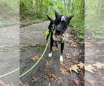 Small Photo #10 Mutt Puppy For Sale in Candler, NC, USA