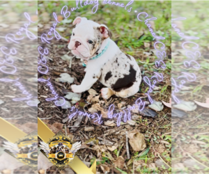 English Bulldog Puppy for sale in ATHENS, GA, USA