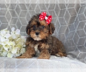 Poodle (Miniature)-Shorkie Tzu Mix Puppy for sale in LAKELAND, FL, USA